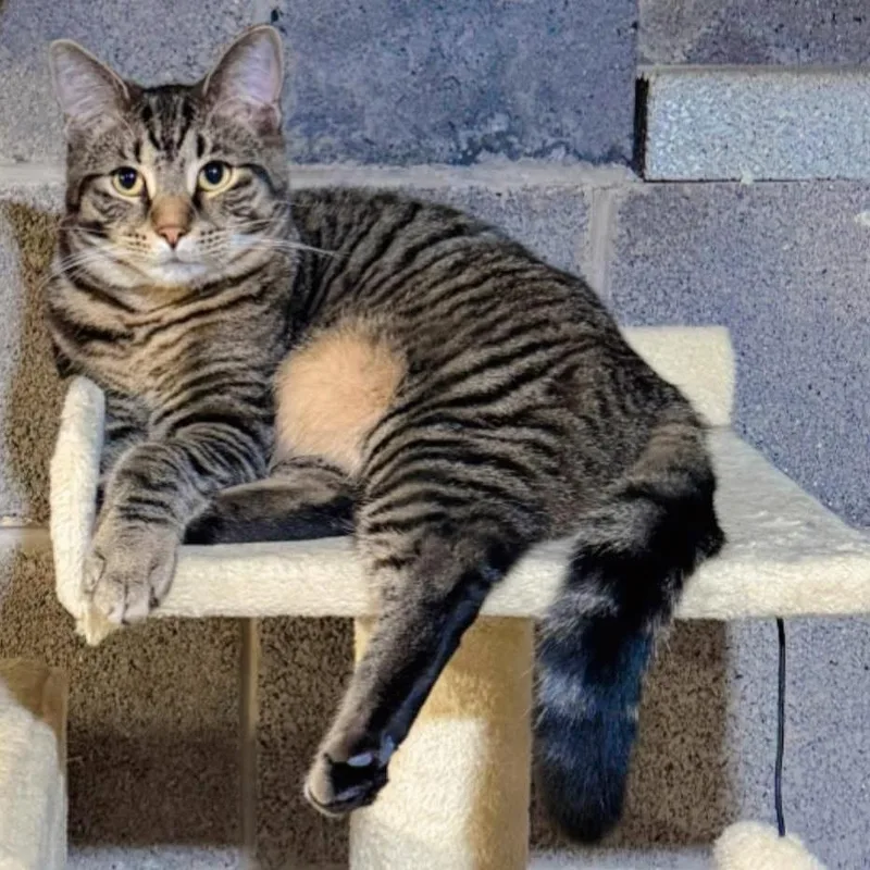 Humphrey thumbnail 2