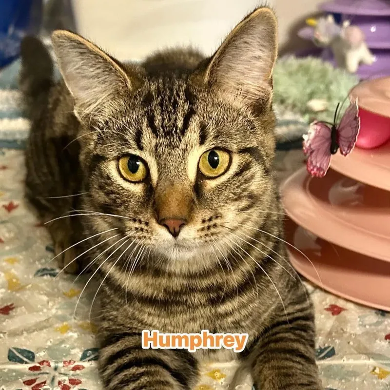 Humphrey thumbnail 3