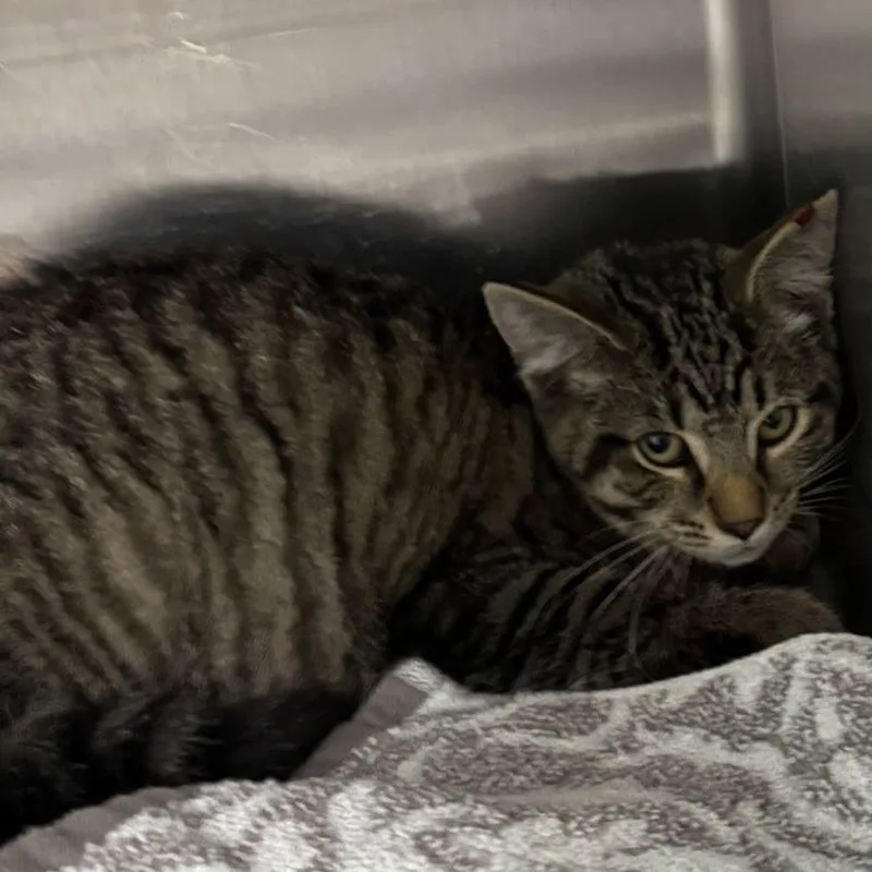 Humphrey thumbnail 4