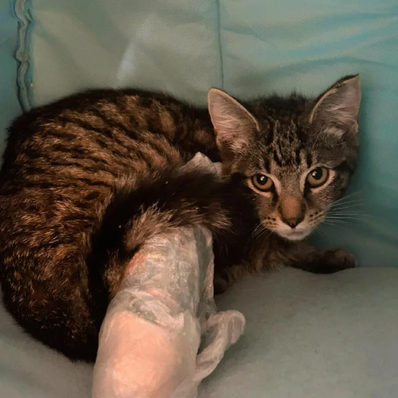 Humphrey thumbnail 5