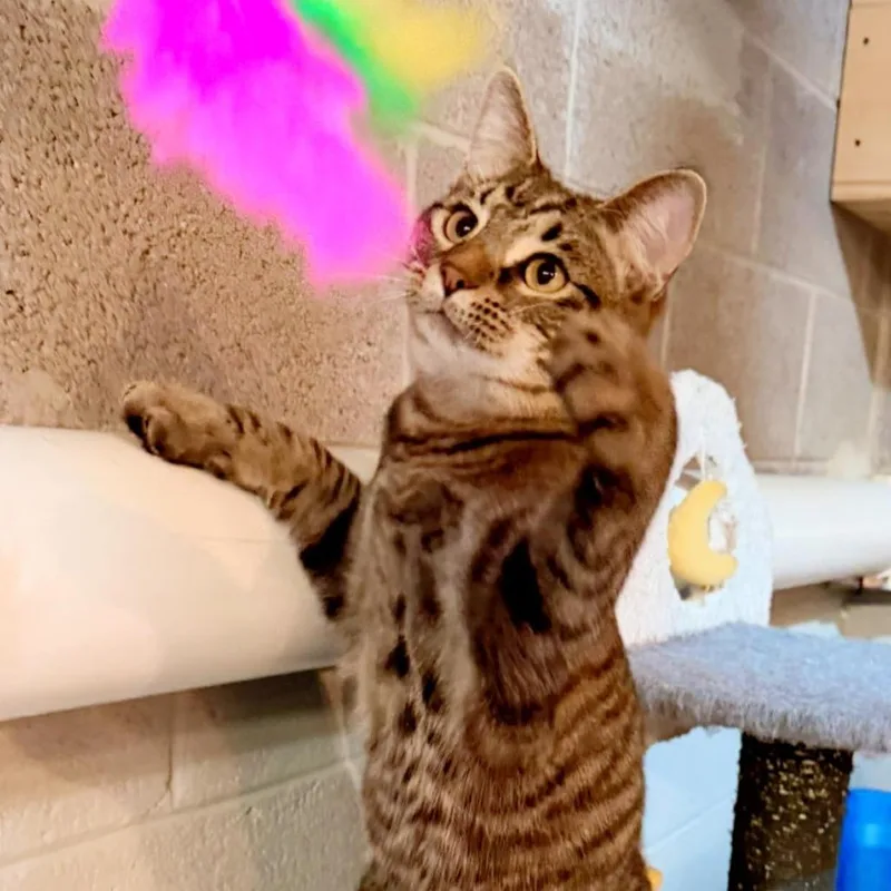 Humphrey thumbnail 6