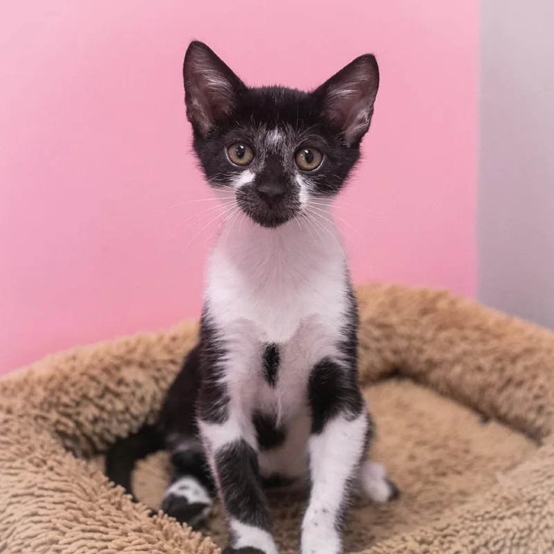 A baby small-sized female Black Domestic Short Hair cat named Tully for adoption in Ponte Vedra, FL