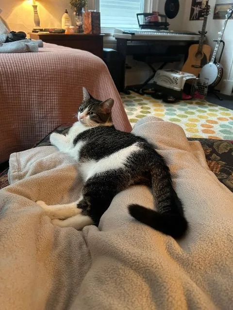 A young medium-sized male Domestic Short Hair cat named Electrode for adoption in Cincinnati, OH