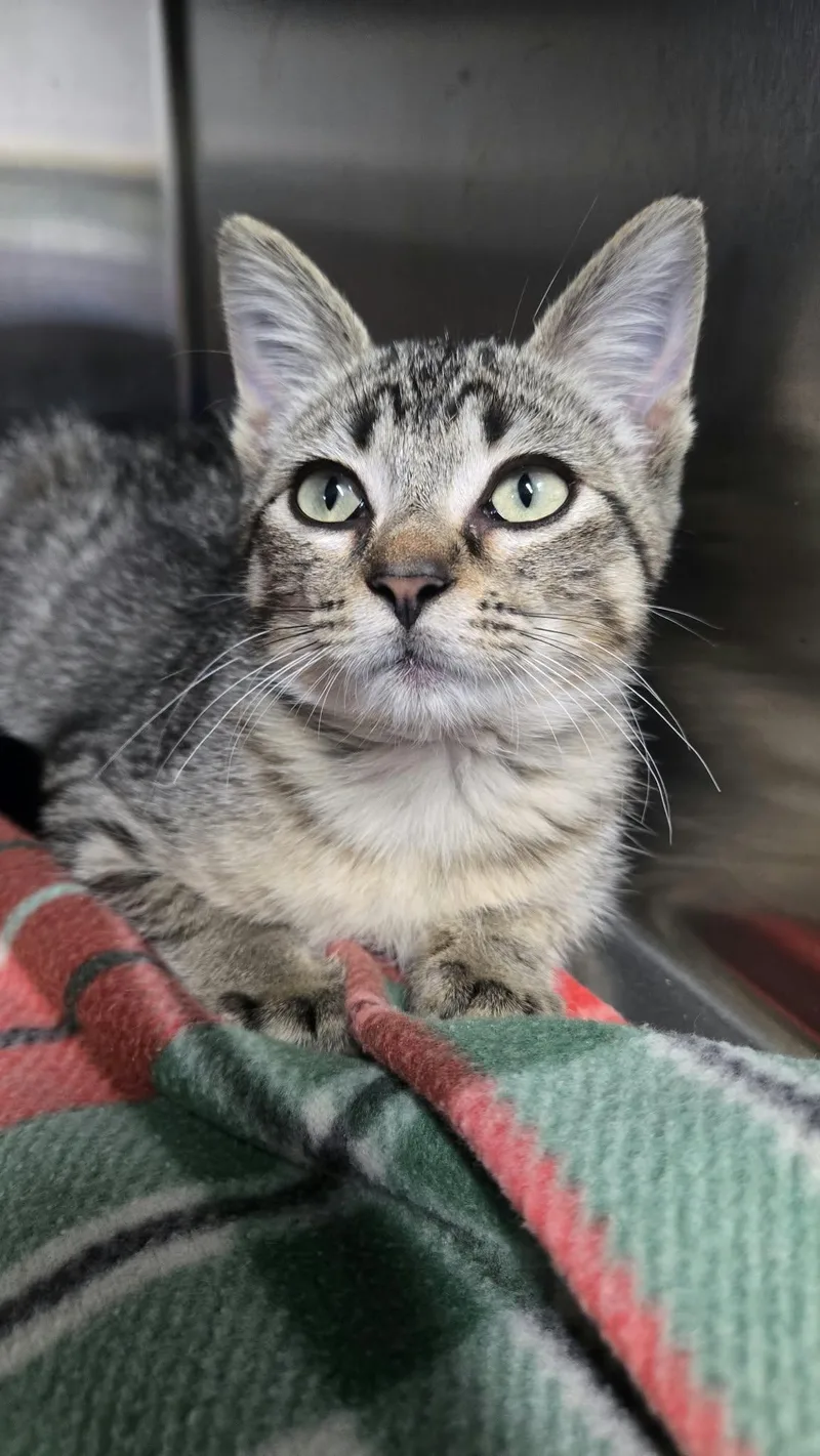 A baby medium-sized female Domestic Short Hair cat named Peaches Ann for adoption in Martinsville, IN
