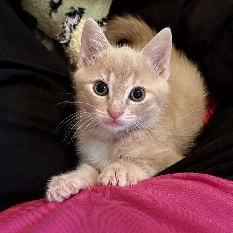 A baby small-sized male Buff / Tan / Fawn Domestic Short Hair cat named Birdman for adoption in Roswell, GA
