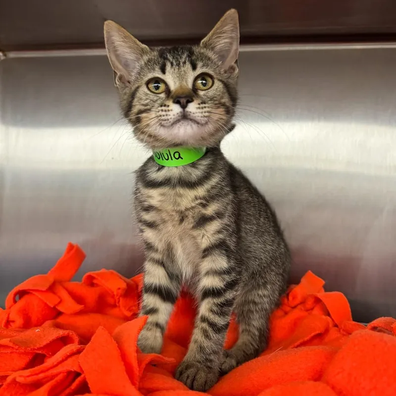 A baby small-sized female Brown / Chocolate Domestic Short Hair cat named Cholula for adoption in Fort Wayne, IN