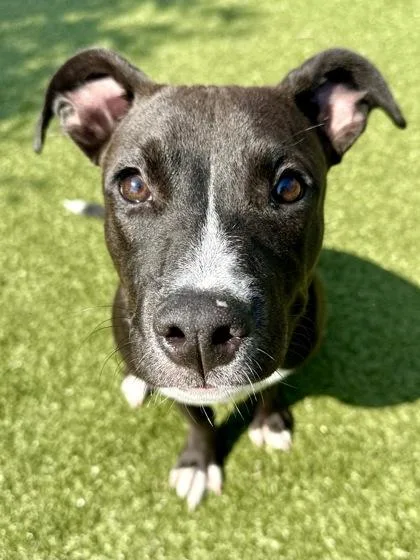 A young large-sized female Black Mixed Breed dog named Flicka for adoption in Wichita, KS