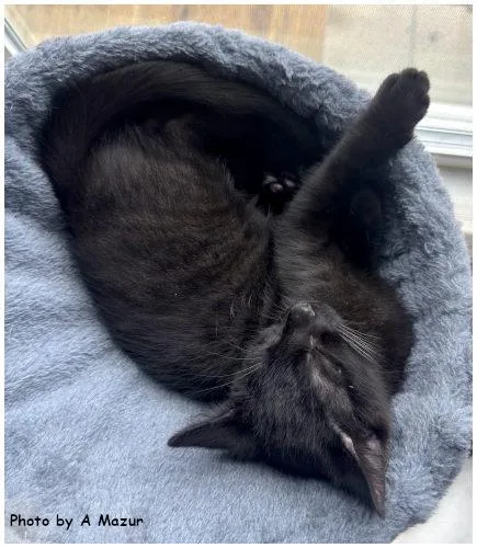 A baby medium-sized male Black Domestic Short Hair cat named Dion for adoption in Oak Ridge, TN