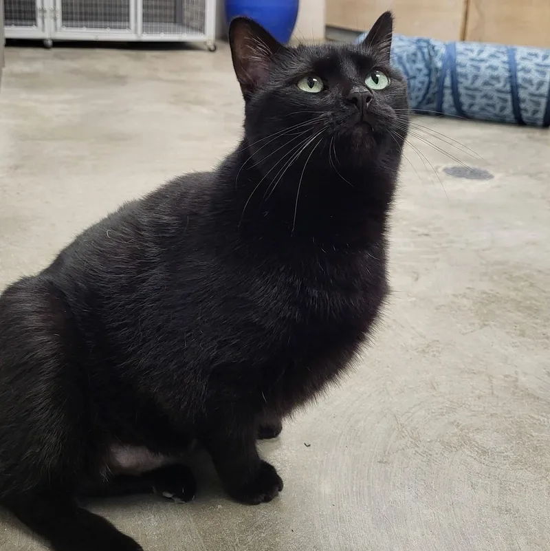 An adult extra large-sized male Black Domestic Short Hair cat named Fez for adoption in Chilton, WI