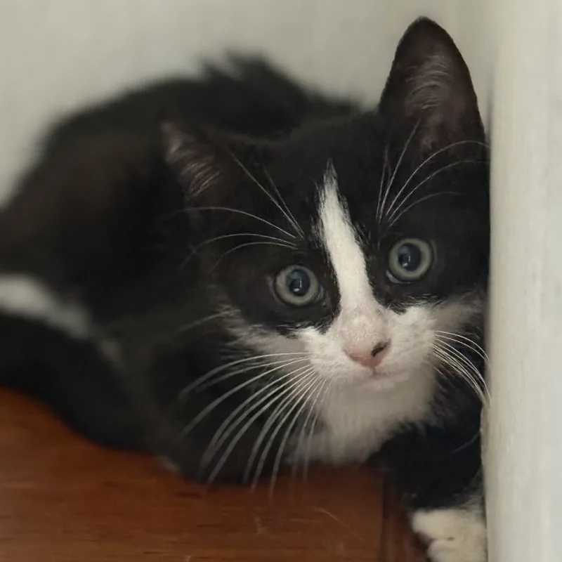 A baby small-sized male Tuxedo cat named Elon for adoption in Miami, FL