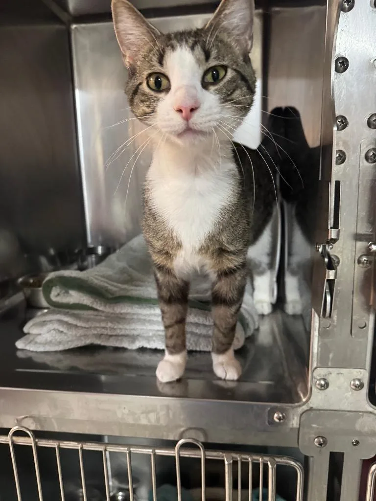 A young medium-sized male Domestic Short Hair cat named Ocean Il for adoption in Fort Lupton, CO