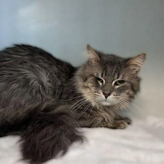 An adult medium-sized male Gray / Blue / Silver Domestic Medium Hair cat named Jack In The Box for adoption in Davenport, IA