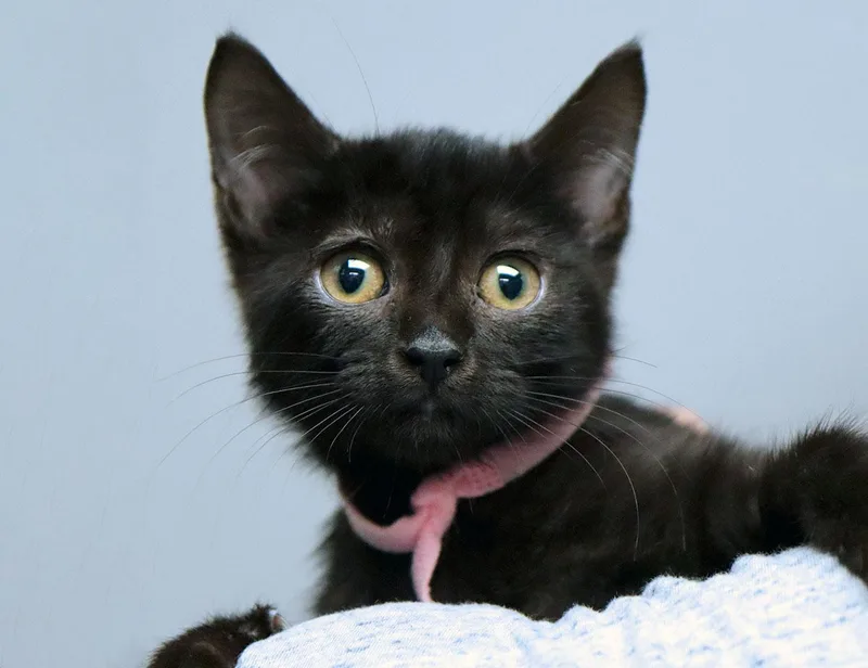 A baby medium-sized female Domestic Short Hair cat named Maisie for adoption in Kansas City, KS