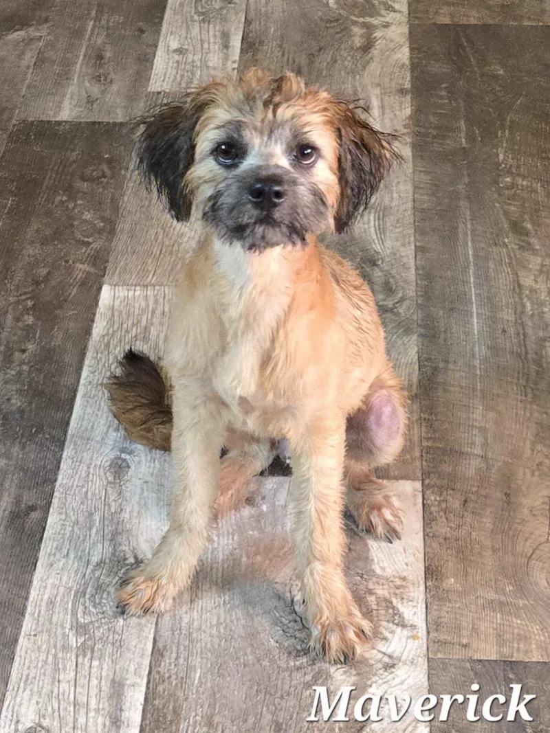 A young small-sized male Golden Wheaten Terrier dog named Maverick for adoption in Edinburg, TX