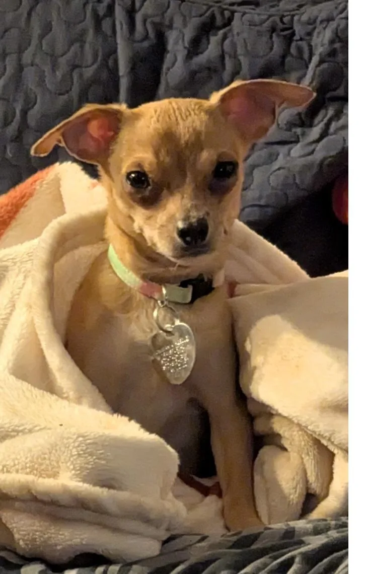 A young small-sized female Apricot / Beige Chihuahua dog named Pixie for adoption in Plano, TX