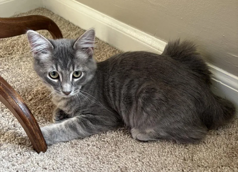 A baby medium-sized male Gray / Blue / Silver Domestic Medium Hair cat named Jellybean Sweet for adoption in Kansas City, MO