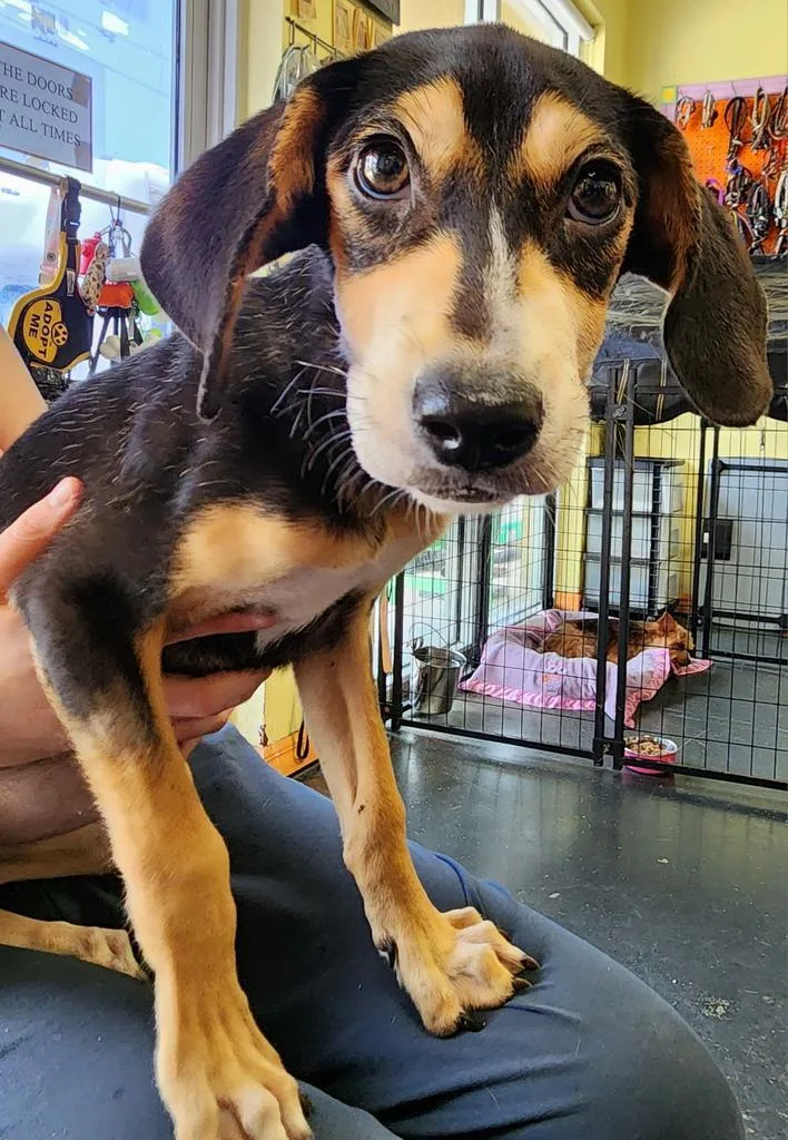 An adult small-sized female Hound dog named Arwen fka Smore for adoption in St. Augustine, FL