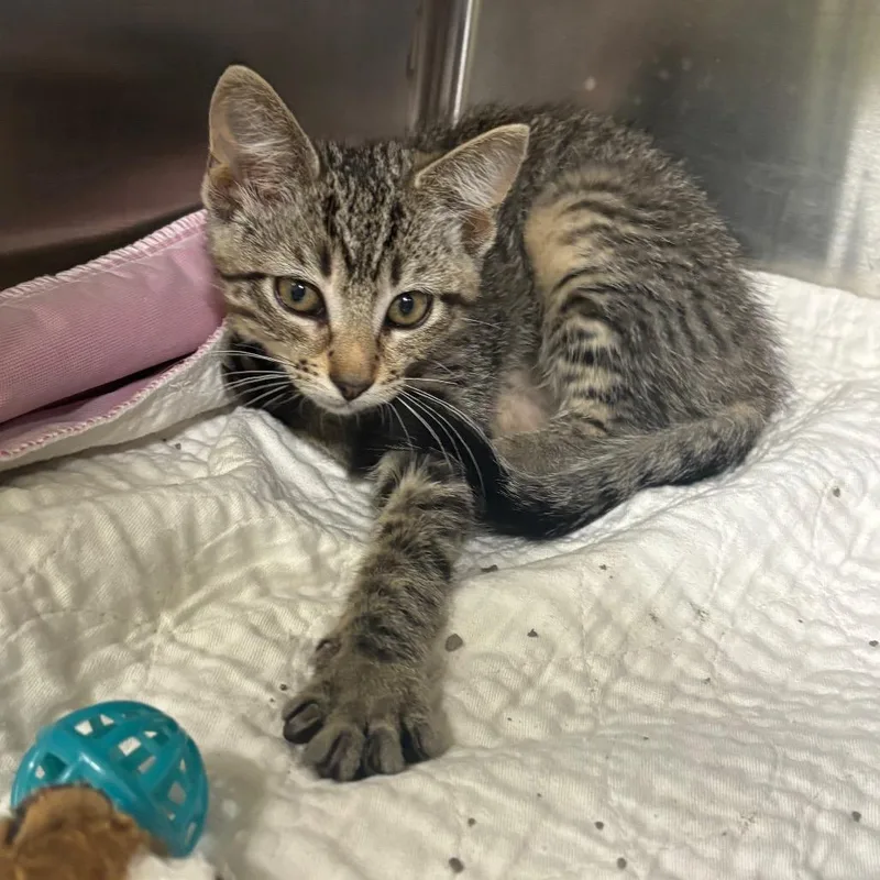A baby small-sized female Brown / Chocolate Domestic Short Hair cat named Roz for adoption in Brookfield, MO