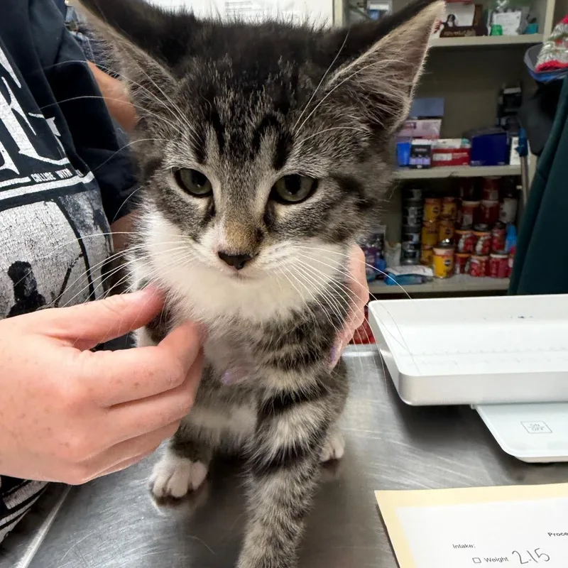 A baby small-sized female Black Domestic Short Hair cat named Remington for adoption in Pekin, IL