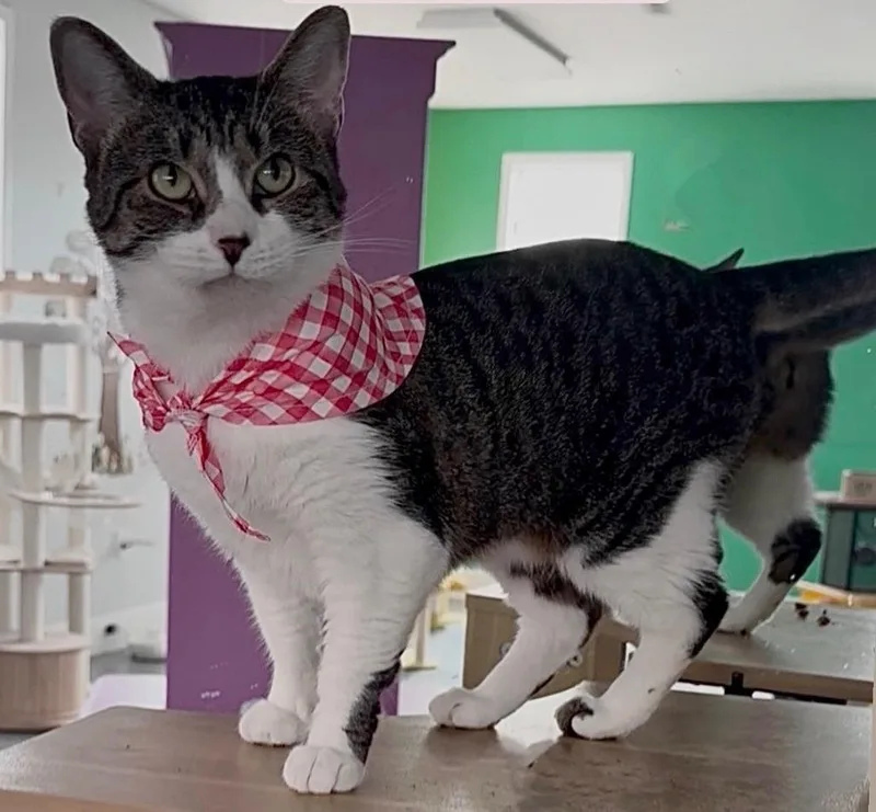 An adult small-sized female Gray & White Domestic Short Hair cat named Betty for adoption in Totowa, NJ
