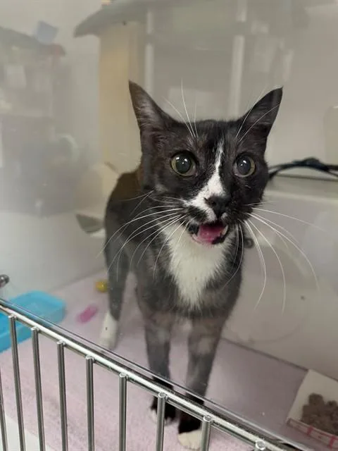 A senior small-sized male Domestic Short Hair cat named Felix for adoption in Ontario, CA