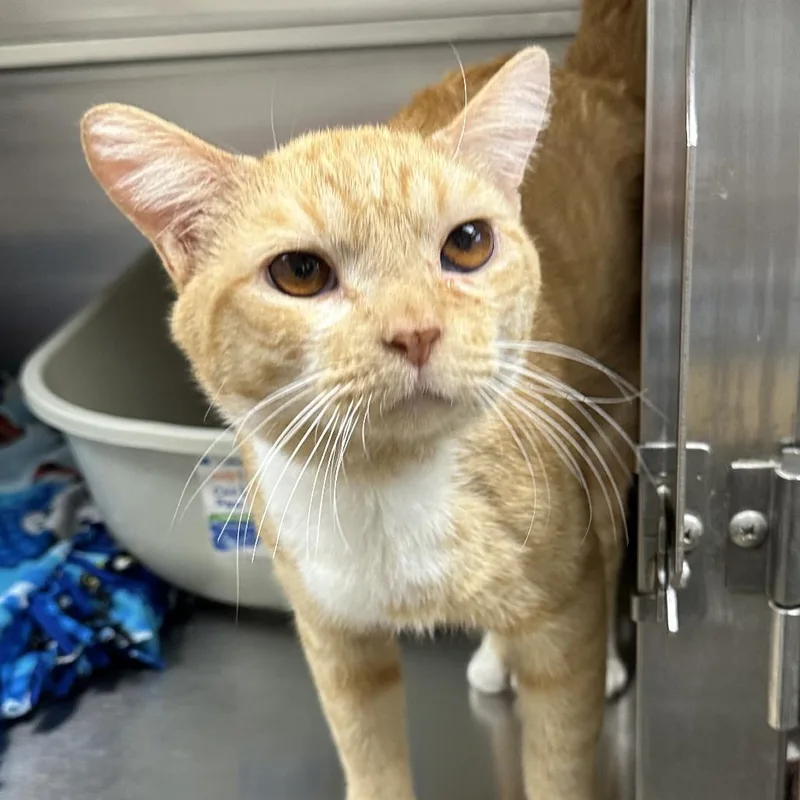 A young medium-sized male Orange / Red Domestic Short Hair cat named Chef Boyardee for adoption in Naperville, IL