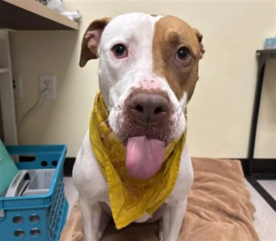 A young large-sized female Pit Bull Terrier dog named Keiko for adoption in Denver, CO