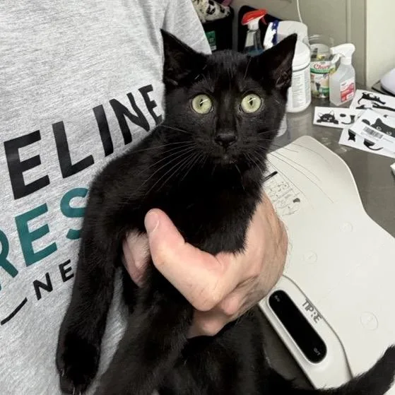 A baby small-sized female Black Domestic Short Hair cat named Monet for adoption in Colorado Springs, CO