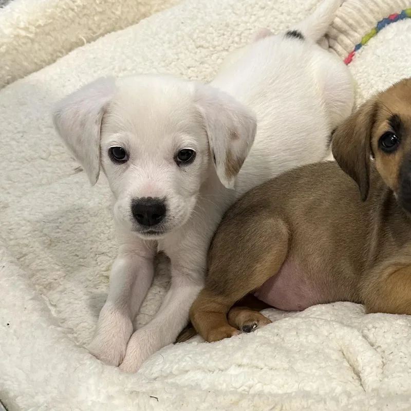 A baby medium-sized male White / Cream Mixed Breed dog named Todd for adoption in Detroit, MI