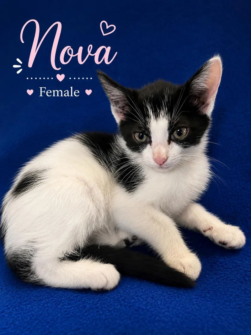 A baby small-sized female Black & White / Tuxedo Domestic Short Hair cat named Nova for adoption in Johnson City, TN