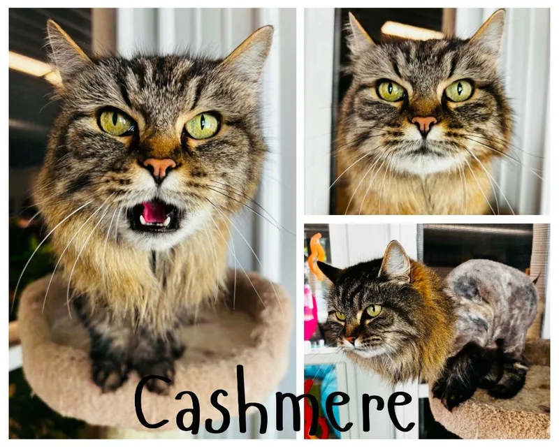 Cashmere thumbnail 2