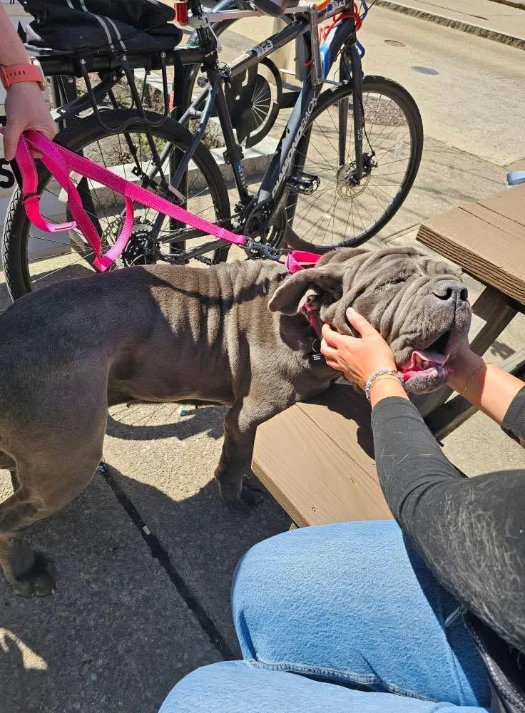 An adult extra large-sized female Neapolitan Mastiff dog named Hazel for adoption in Buffalo, NY