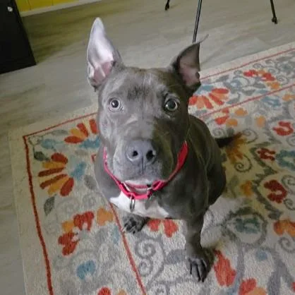 An adult medium-sized female Gray / Blue / Silver Pit Bull Terrier dog named Paisley for adoption in Rensselaer, NY