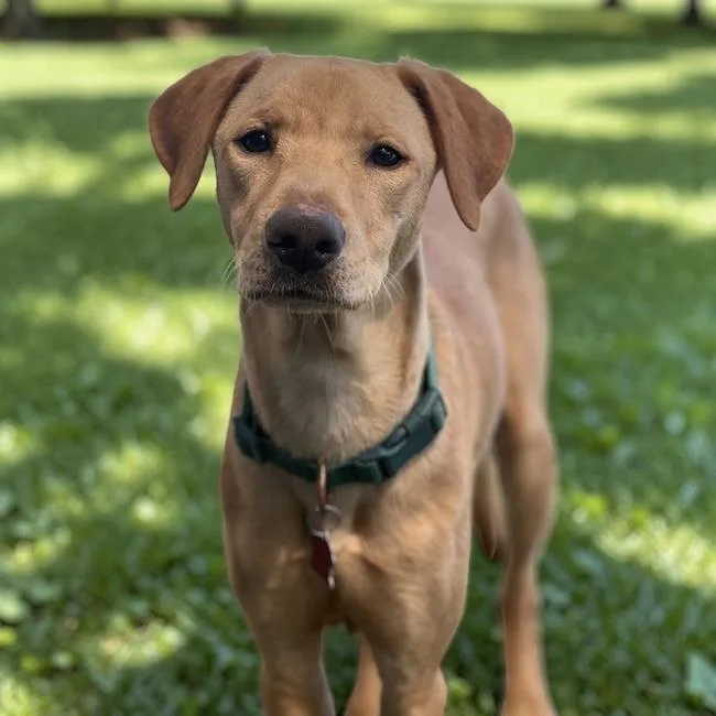 A young medium-sized male Labrador Retriever dog named Dollar for adoption in San Diego, CA