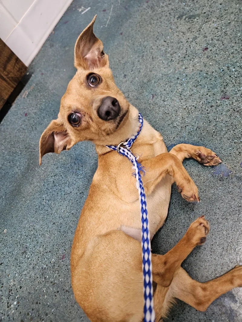 Chiquita thumbnail 2