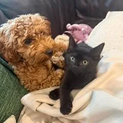 A baby small-sized male Black Domestic Short Hair cat named Travis Barker for adoption in Birdsboro, PA