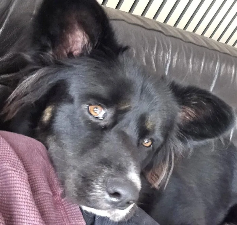 An adult medium-sized male Tricolor (Brown, Black, & White) Border Collie dog named Macaronni for adoption in Dallas, TX