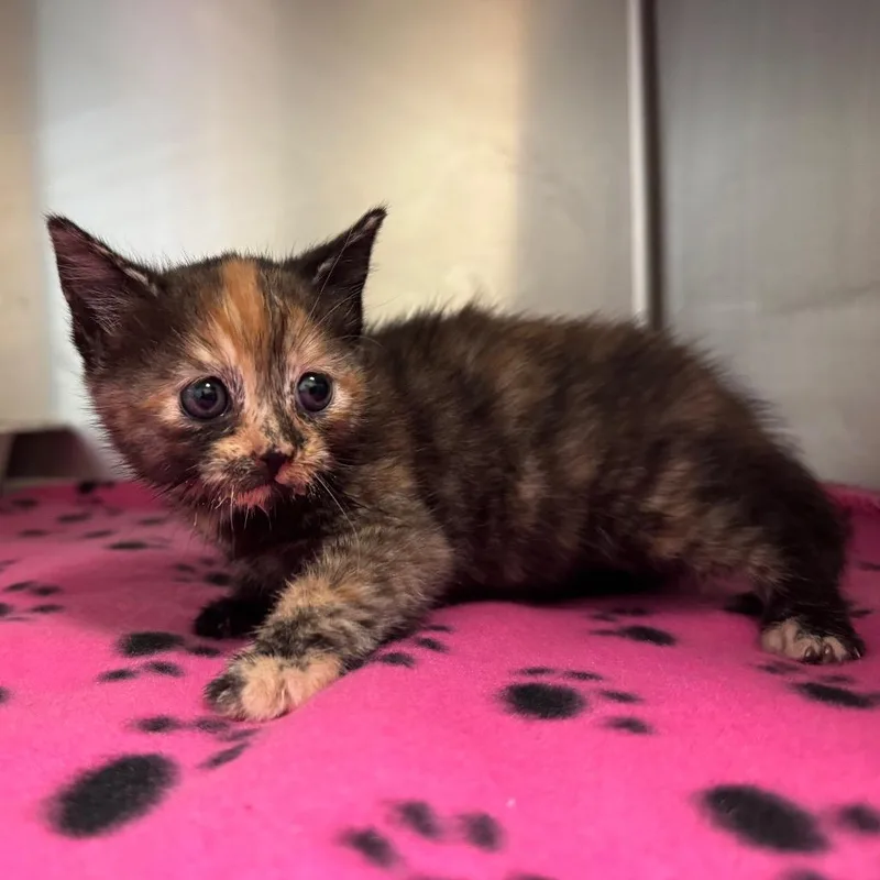 A baby small-sized female Torbie Domestic Short Hair cat named Munki for adoption in Columbus, GA