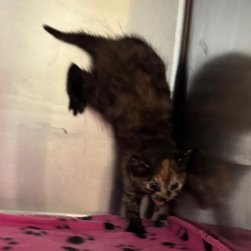 Munki thumbnail 2