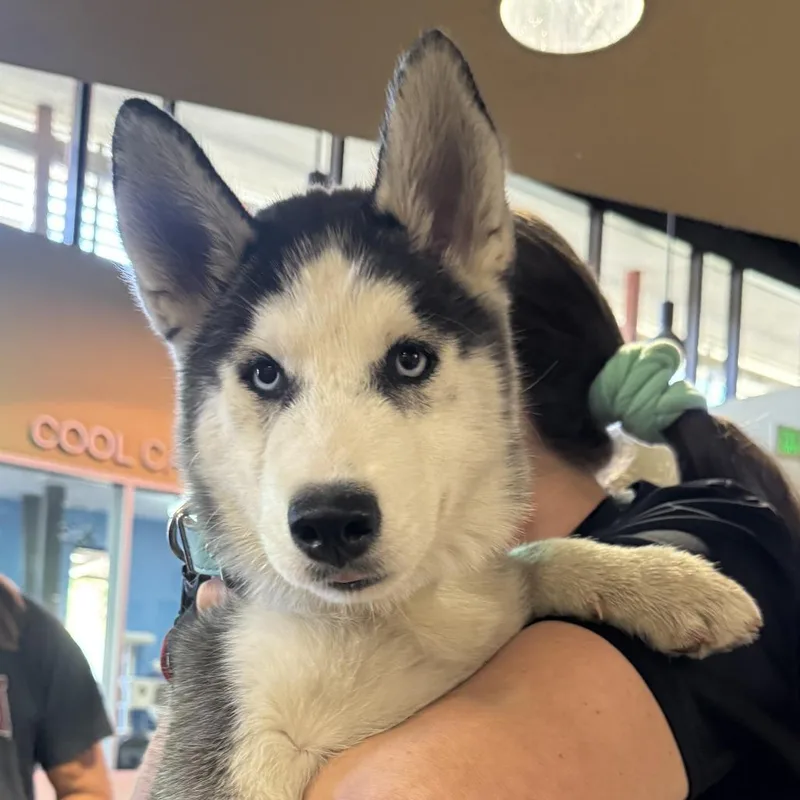 Tasha