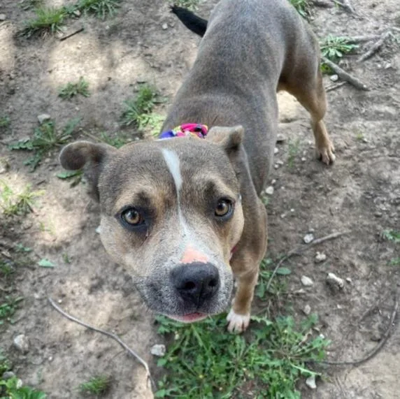 An adult large-sized female Pit Bull Terrier dog named Sandy for adoption in Tulsa, OK