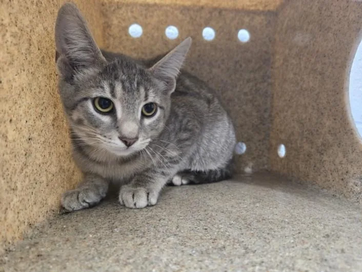 A young small-sized male Domestic Short Hair cat named Pablo for adoption in Hagerstown, MD