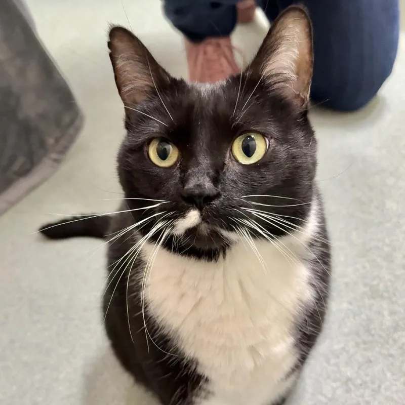 A senior large-sized female Black Domestic Short Hair cat named Lala$ See My Video! for adoption in Springfield, MA