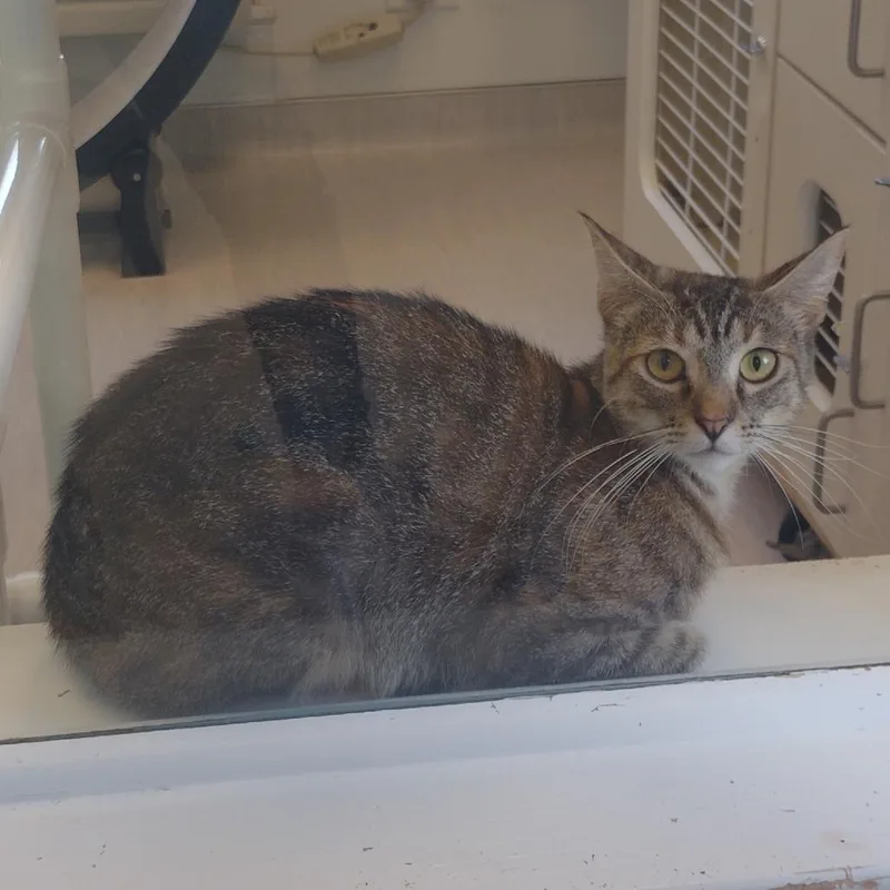 A young medium-sized female Brown / Chocolate Domestic Short Hair cat named Bettyboo for adoption in Tulsa, OK