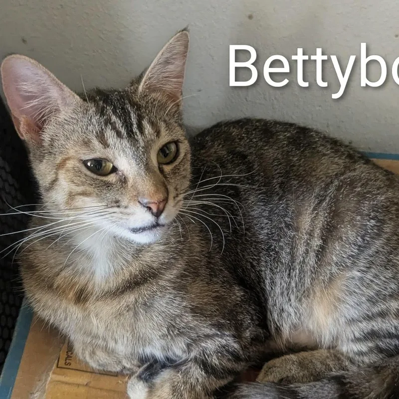 Bettyboo thumbnail 2