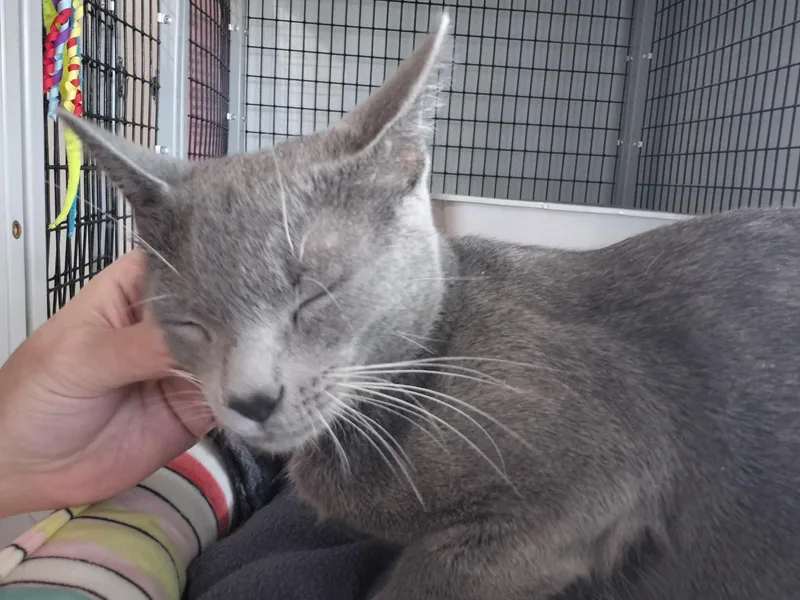 A young medium-sized female Domestic Short Hair cat named Gracie for adoption in Jeffersonville, IN
