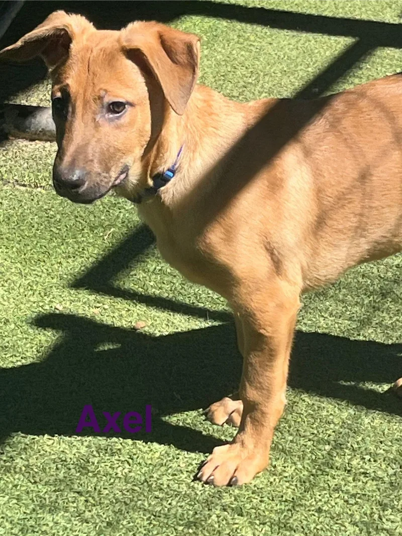 An adult large-sized male German Shepherd Dog dog named Axel for adoption in Pipe Creek, TX