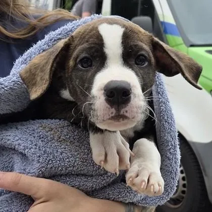 A baby small-sized male Shepherd dog named Rocket Man for adoption in Voorhees, NJ