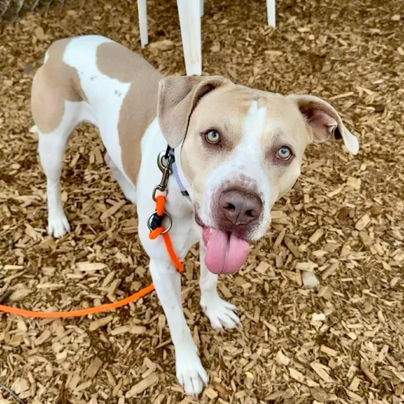 An adult large-sized male White / Cream Pit Bull Terrier dog named Tyson for adoption in Tacoma, WA