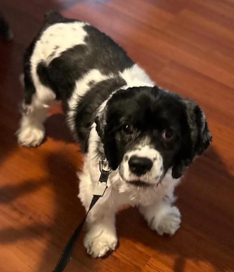 A young medium-sized female Cocker Spaniel dog named Pepper for adoption in West Bloomfield, MI